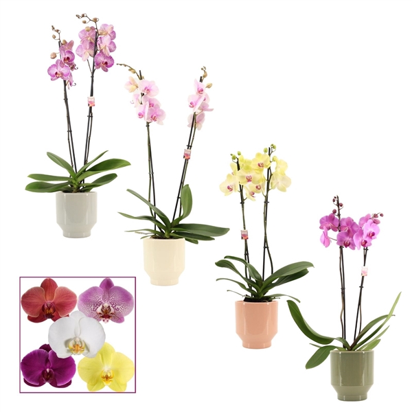 <h4>Phalaenopsis 2 tak 14+ mix in Pato (Deco-collection)</h4>