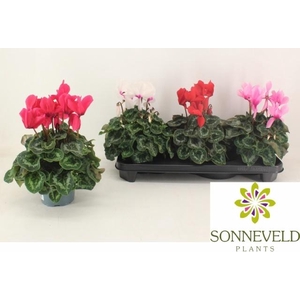 Cyclamen SS Leopardo 13Ø 30cm