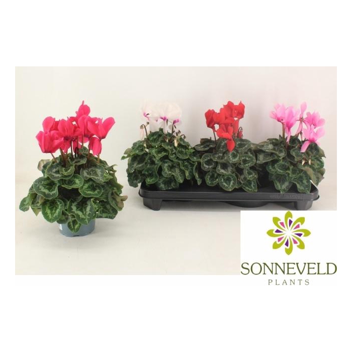 <h4>Cyclamen SS Leopardo 13Ø 30cm</h4>