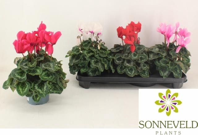 Cyclamen SS Leopardo 13Ø 30cm