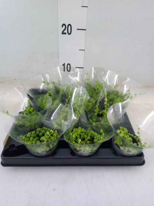 <h4>Senecio rowleyanus</h4>