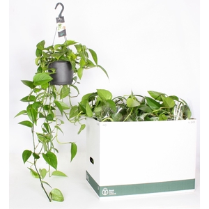 Epipremnum pinnatum Aureum hang 17Ø 50cm