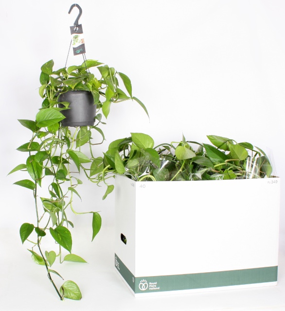 Epipremnum pinnatum Aureum hang 17Ø 50cm