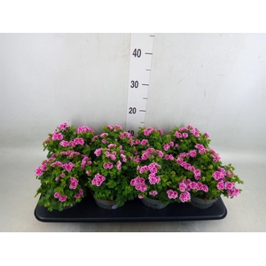 Pelargonium gran.   ..