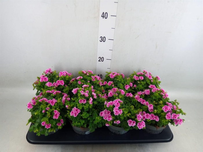 <h4>Pelargonium gran.   ..</h4>