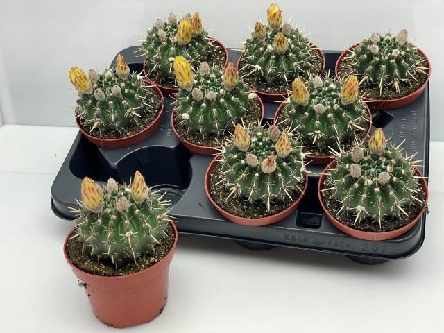<h4>CACTUS BLOEIEND</h4>