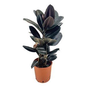 Ficus abidjan