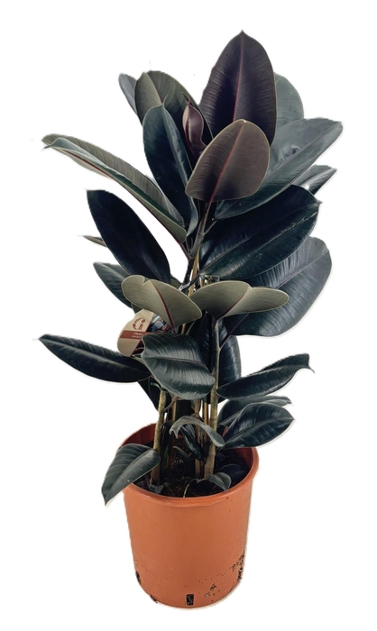 <h4>Ficus abidjan</h4>