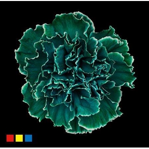 Dianthus St Ocean Green