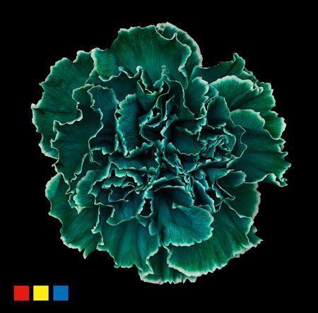 <h4>Dianthus St Ocean Green</h4>