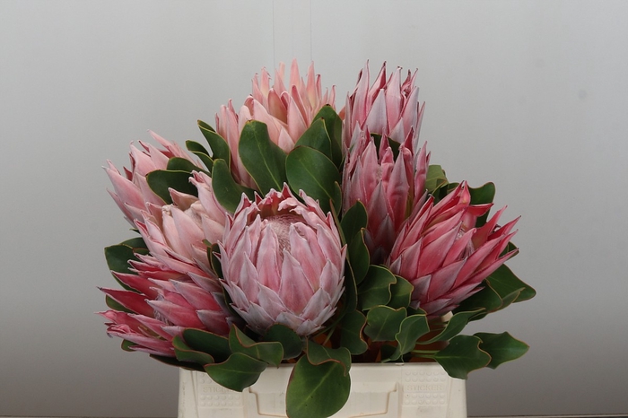 Protea Cynaroides