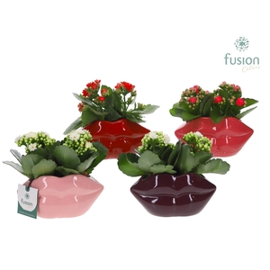 Keramiek Lippen planter met Kalanchoe