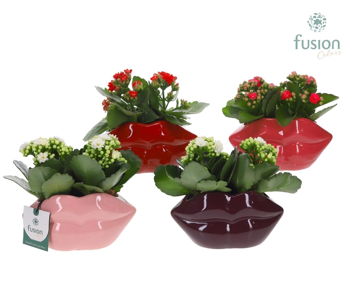 <h4>Keramiek Lippen planter met Kalanchoe</h4>
