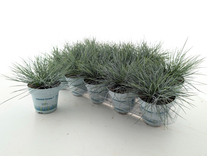 <h4>Fest Gl Compact Blue P10.5</h4>