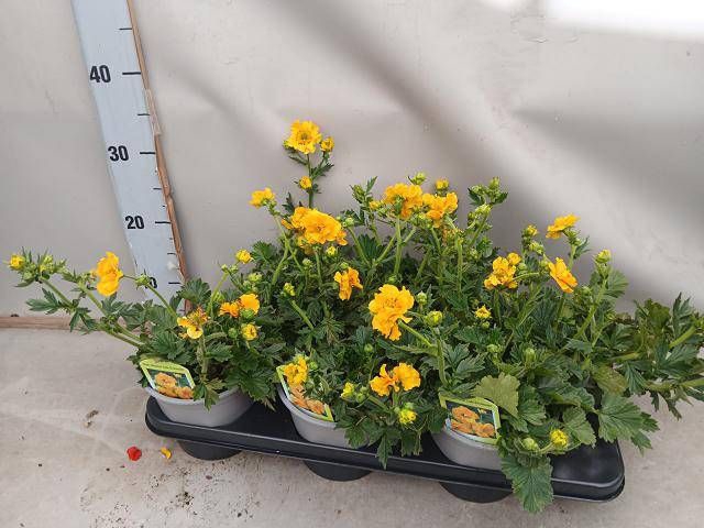 <h4>GEUM LADY STRATHEDEN</h4>