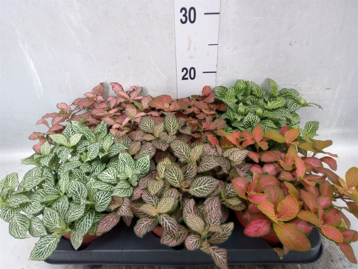 <h4>Fittonia   ...mix</h4>