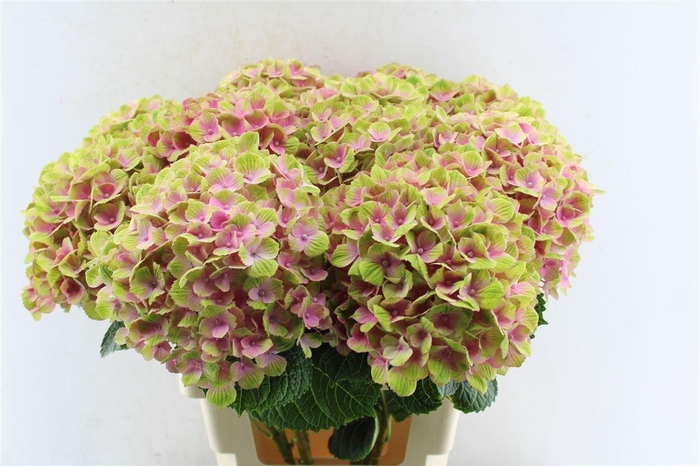 <h4>Hydr M Mag Amethyst</h4>