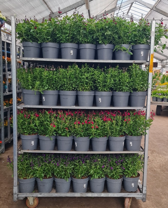 ACTIE Cyclamen Merengue (gefranjerd) 13cm diverse kleuren