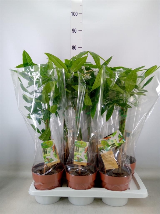 <h4>Pachira aquatica</h4>