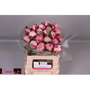 Paeonia Sarah Bernhardt | Heavy Quality