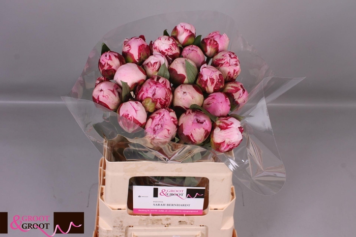 <h4>Paeonia Sarah Bernhardt | Heavy Quality</h4>