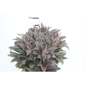 FOLHAGEM CORDYLINE BABY CAMEROON 060 CM