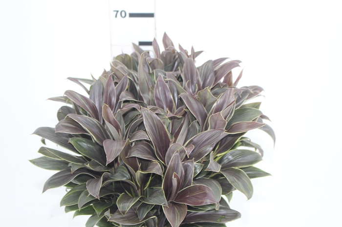 <h4>FOLHAGEM CORDYLINE BABY CAMEROON 060 CM</h4>