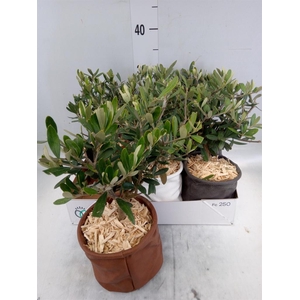 Arr.   Tuinplanten L%