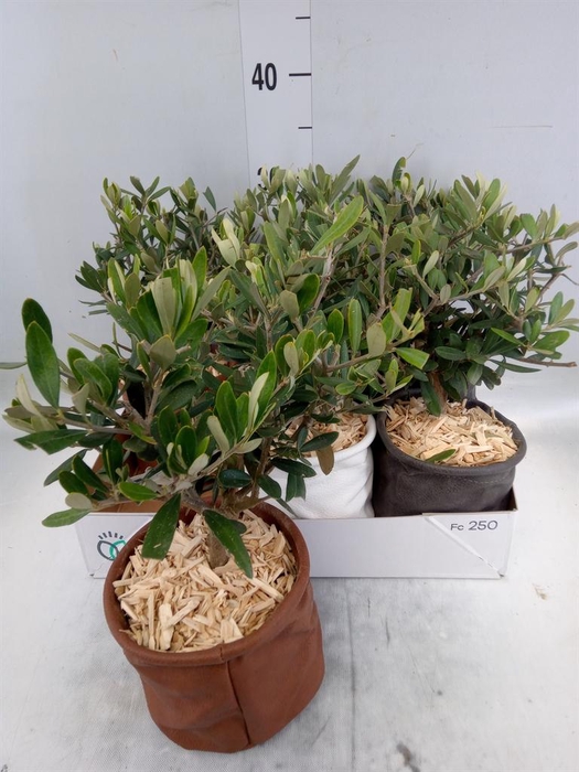 <h4>Arr.   Tuinplanten L%</h4>