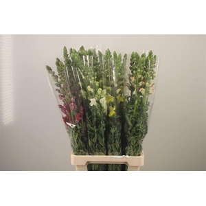 Antirrhinum It. Mixed In The Bucket