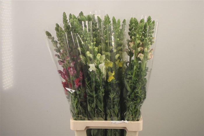 <h4>Antirrhinum It. Mixed In The Bucket</h4>