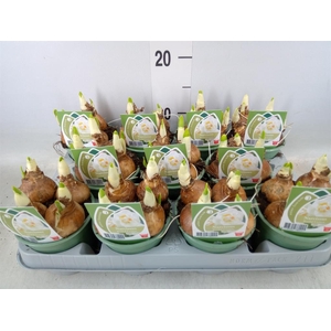 Narcissus DU 'Bridal Crown'