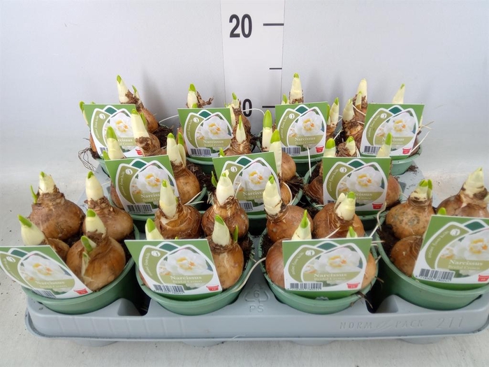 <h4>Narcissus DU 'Bridal Crown'</h4>