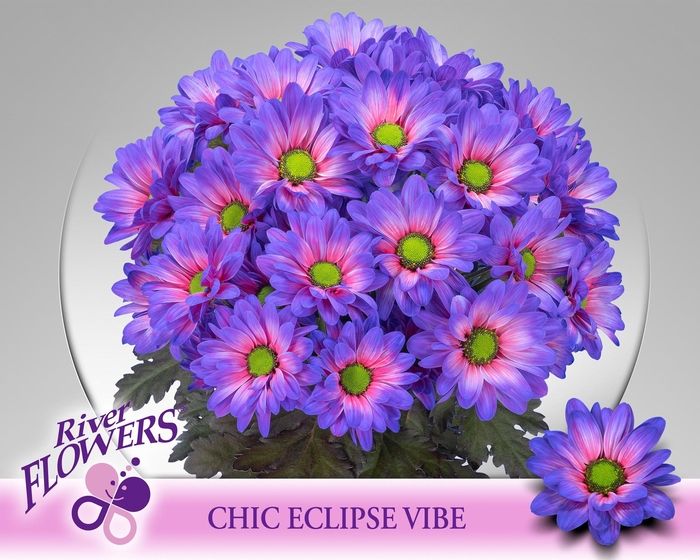 <h4>CHR T CHIC KLB H%</h4>