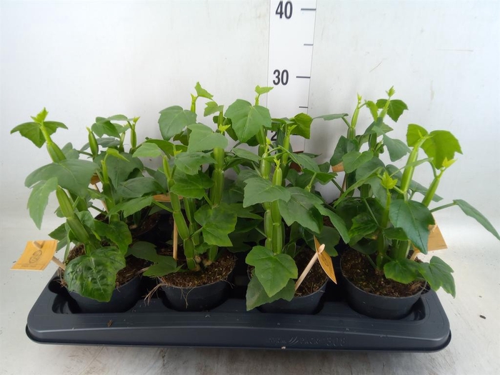 <h4>Cissus   ...</h4>