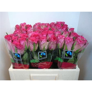 R Gr Madam Pink (big)