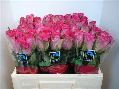 <h4>R Gr Madam Pink (big)</h4>