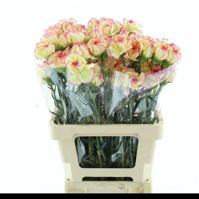 <h4>DI ST POIROT YELLOW/PINK EDGE X 160</h4>