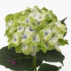 Hydrangea mag noblesse