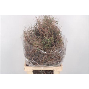 Euphorbia Spinosa Long 500gram