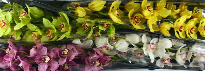 <h4>Cymbidium Mix Doos</h4>