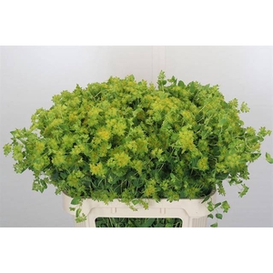 BUPLEURUM ROTUNDIFOL