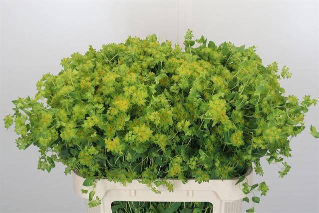 <h4>BUPLEURUM ROTUNDIFOL</h4>