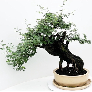 Vachellia nilotica, pot 38 cm, height 65cm. With driptray. (single item)