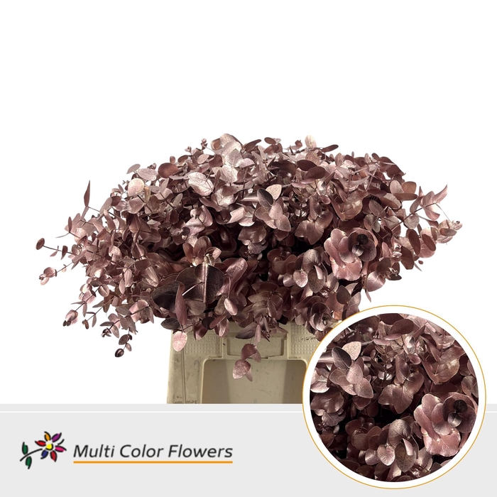 <h4>Eucalyptus cinerea Rose Gold</h4>