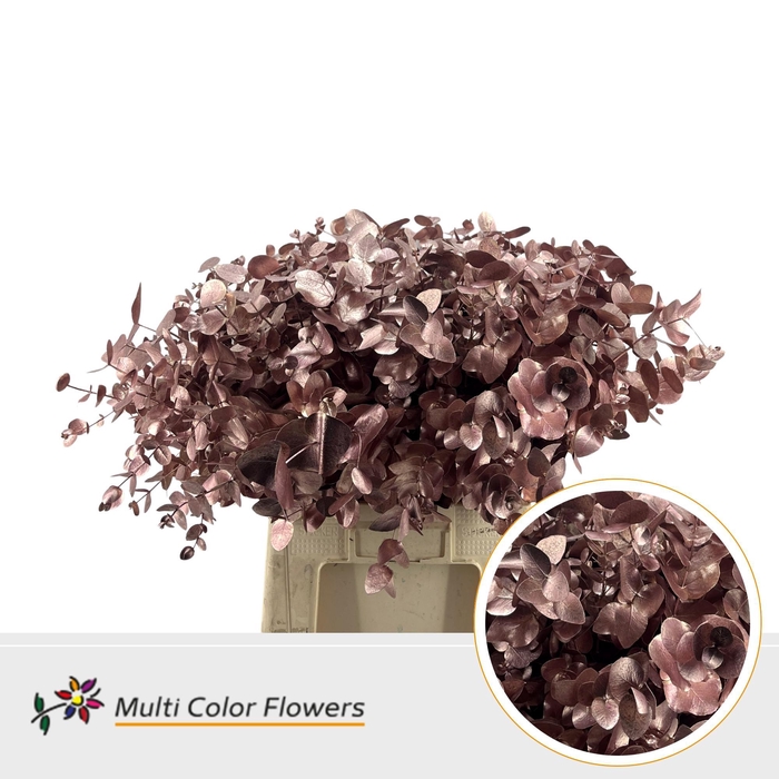 <h4>Eucalyptus Cinerea Rose Gold</h4>