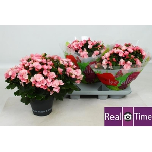 BEG EN BETULIA CANDY