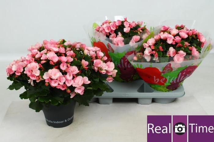 <h4>BEG EN BETULIA CANDY</h4>