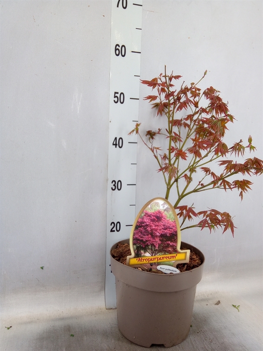 <h4>Acer palmatum 'Atropurpureum'</h4>