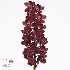 CYMB T AUSTRALIA RED